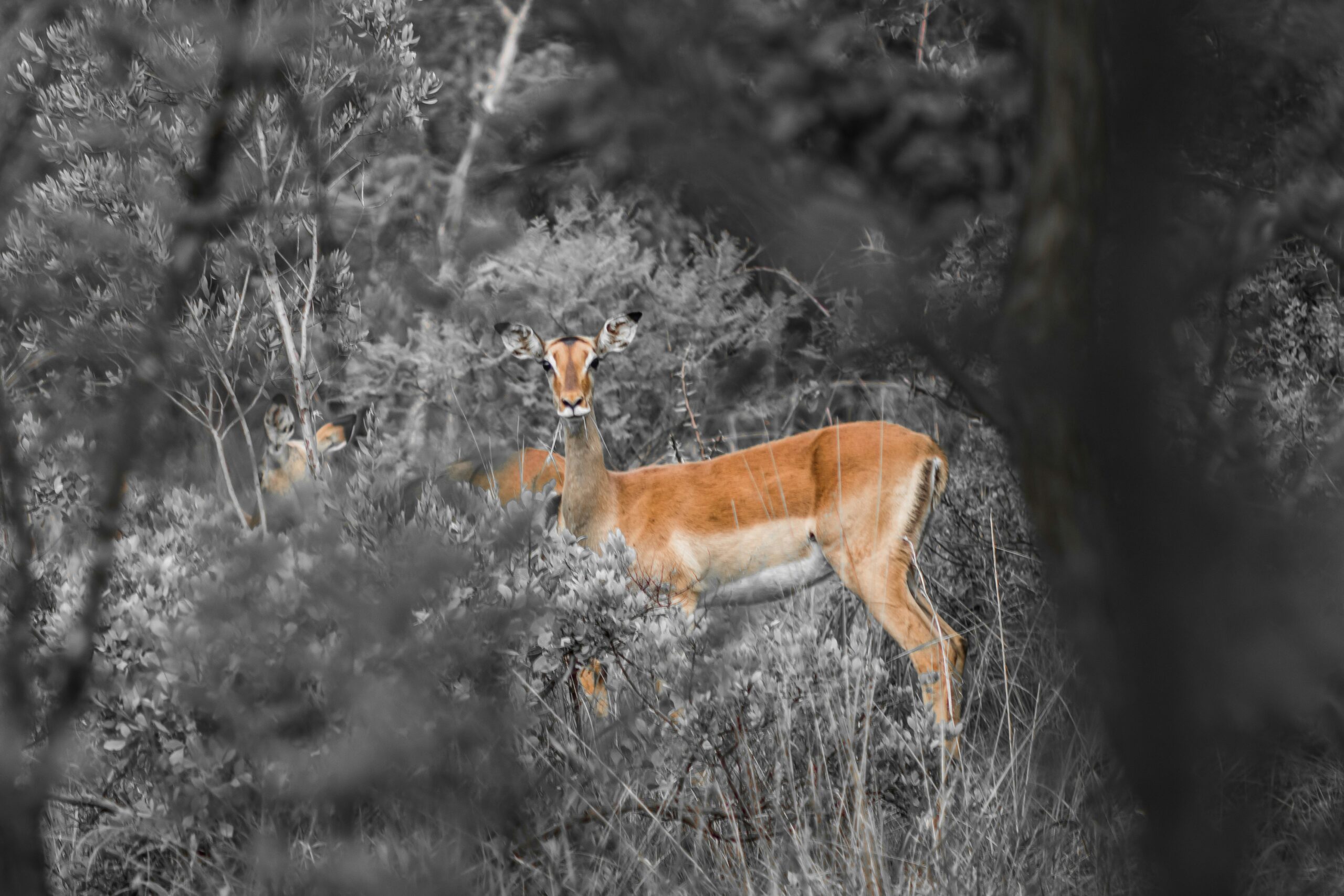 clayton majona ia ewu7h 24 unsplash